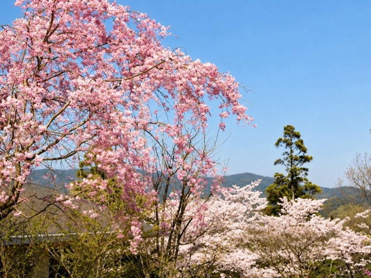 桜と山並み